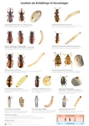Poster: Insekten als Schädlinge im Vorratslager
