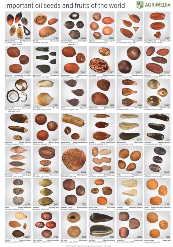 Poster: Poster: Important oil seeds and fruits of the world